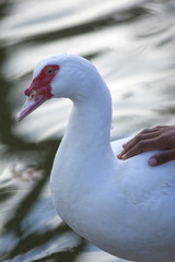 cygne