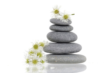 Daisies and stones on white background