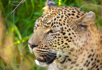 Fototapeta na wymiar Leopard sitting in the grass