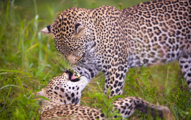 Fototapeta na wymiar Two leopard playing in savannah