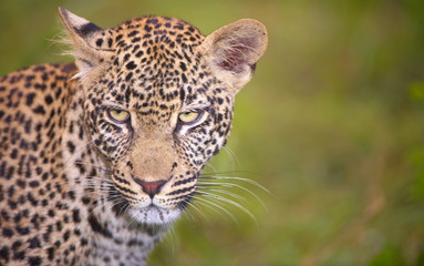 Fototapeta na wymiar Leopard stojący w trawie