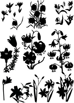 black lily silhouettes