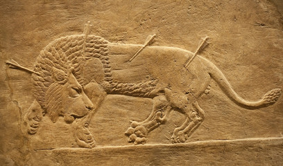 Old assyrian relief of a lion beig hunted