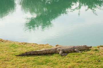 Aligator next to pond