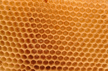Bienenwabe / Honigwabe