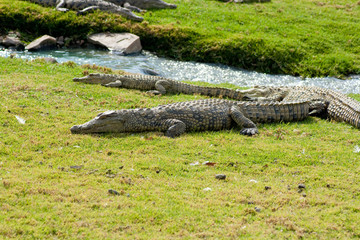 Aligators on grass
