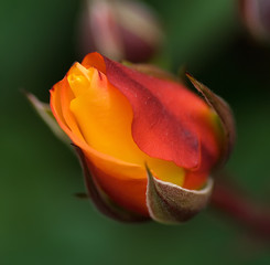 delicate rose bud