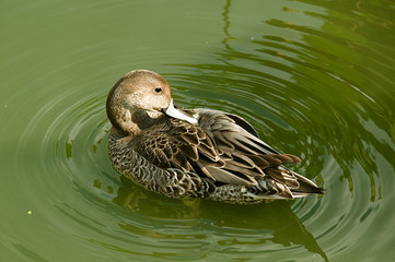 オナガガモのメス