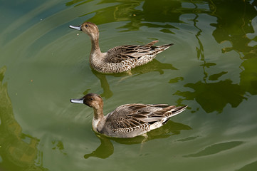 二匹のオナガカガモ