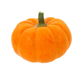 A single small pie pumpkin
