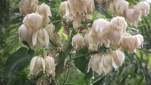 Flores bajo la lluvia