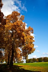 Herbstbaum