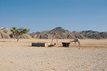 pozzo beduino