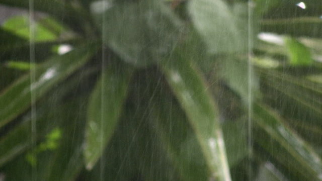 Tormenta y follaje