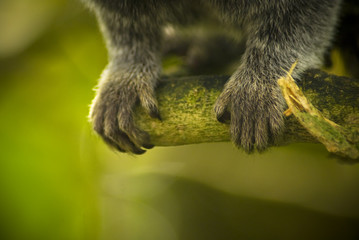 Moneky's paws on a branch
