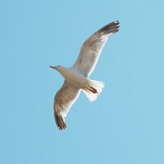 Flying seagull