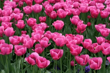 Deurstickers Roze Tulpen