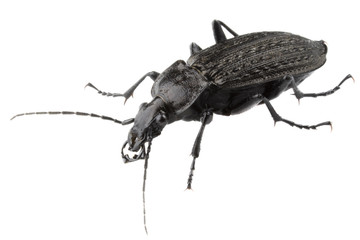 Big black bug