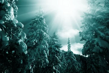 Foto op Plexiglas Winter in the forest © Galyna Andrushko