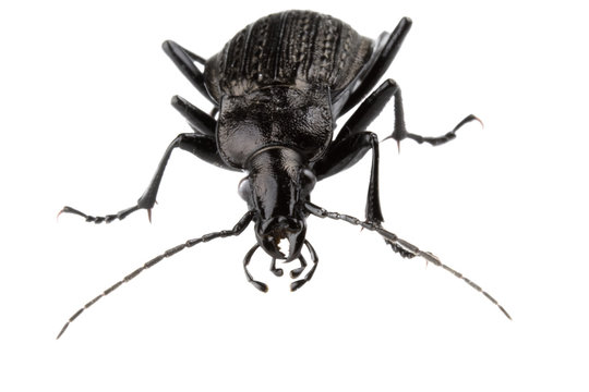 Black isolated bug with big feelers