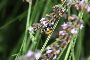 Hummel in Lavendelstrauch