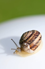 Creeping snail on a white-green background