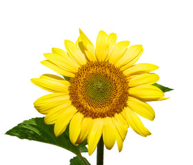 Obraz premium Yellow sunflower