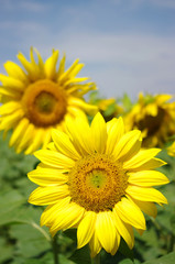 sunflowers field