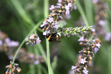 Hummel in Lavendelstrauch