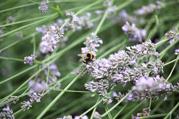 Hummel in Lavendelstrauch