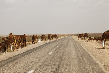 Dromedar Herde auf den Straßen Tunesiens