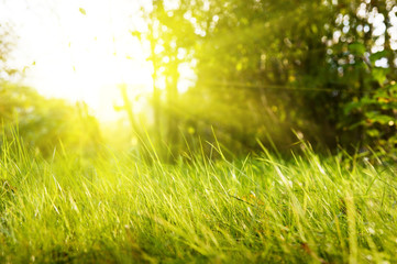 grass in park