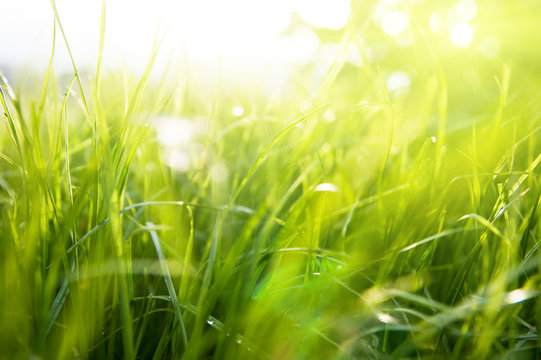 spring grass and sunlight