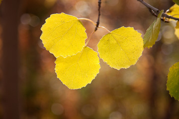 leaves of aspen in autumn forest