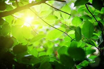 Fototapeta na wymiar green leaves in forest