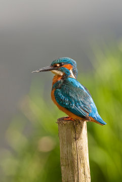 Kingfisher on post