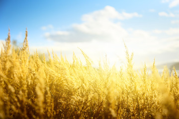 Naklejka premium yellow autumn grass and sunset