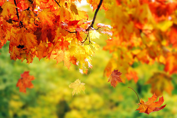 beautiful colorful autumn  leaves in the park