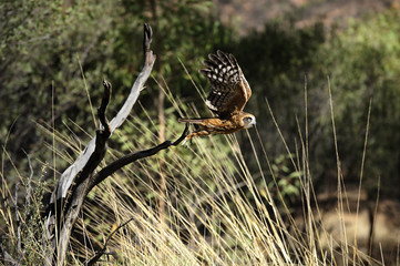 Fototapeta premium Neuseeland Kuckuckskauz hebt ab