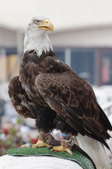 aigle