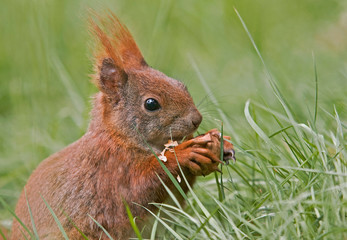 Eichhörnchen © Alexander Erdbeer