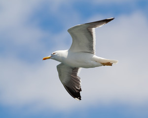 Fototapeta na wymiar Flying seagull against sky wtih clouds