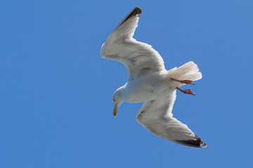 Flying seagull and clear blue sky