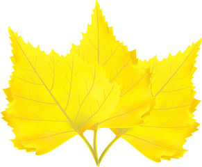 vector yellow autumn leaf on the white isolated background