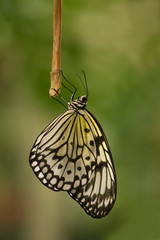 Fototapeta na wymiar Paper kite butterfly resting for the night