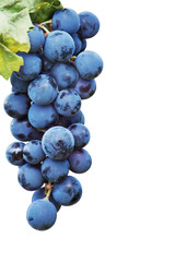 Black grapes vine isolated with clipping path