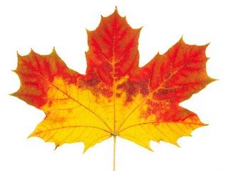 Colorful leaf with clipping path