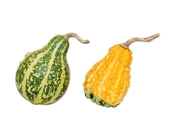 fall gourds