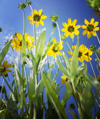 Fototapeta na wymiar ¯ywe żółte kwiaty na niebieskim niebie