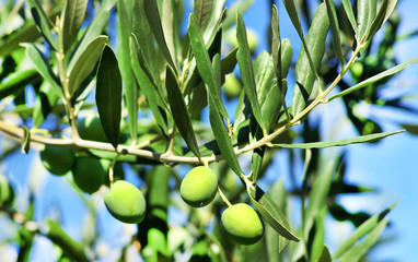 Green olives in branch.